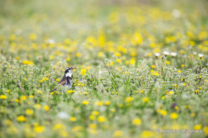 Photographer Nobuhiro Mizunaka 2